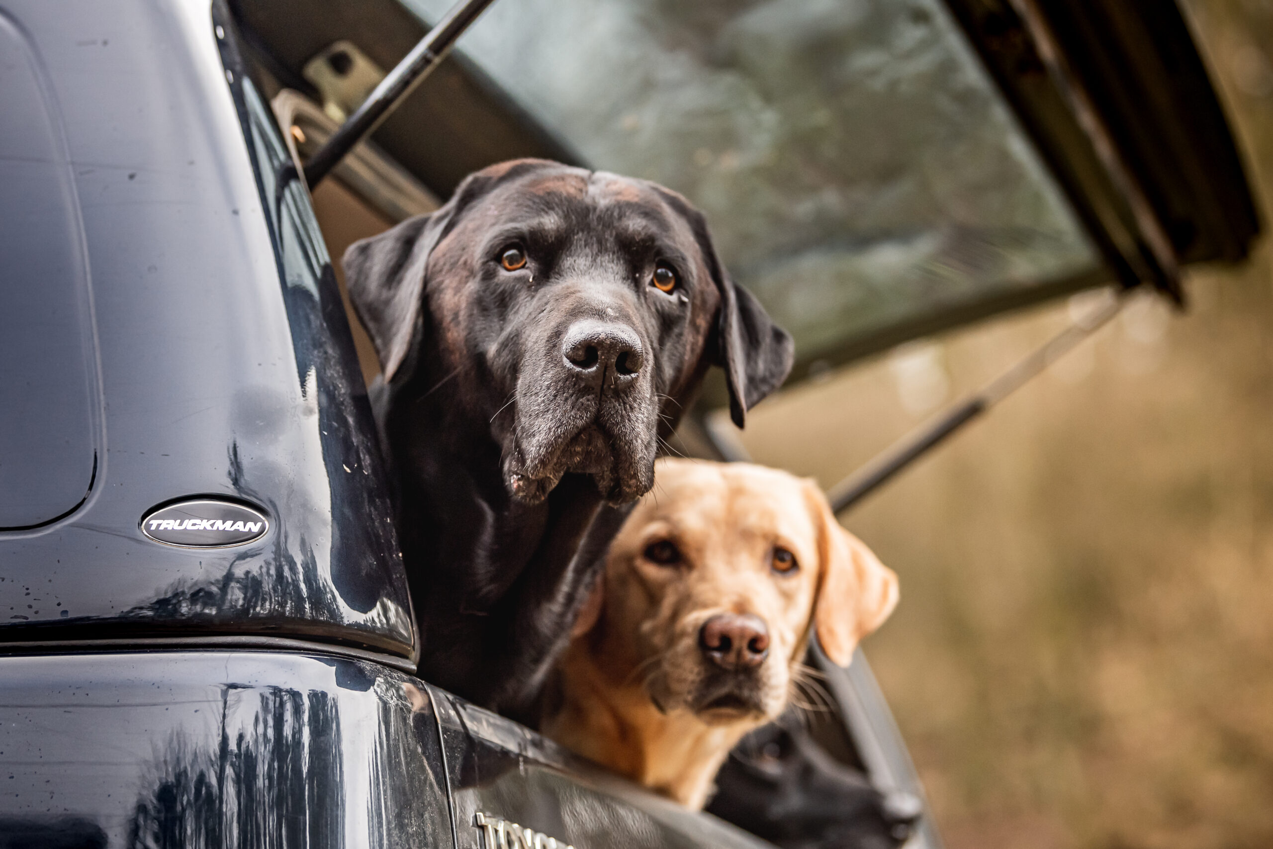 Labradors with their heads poking out of the back of a pick up truck